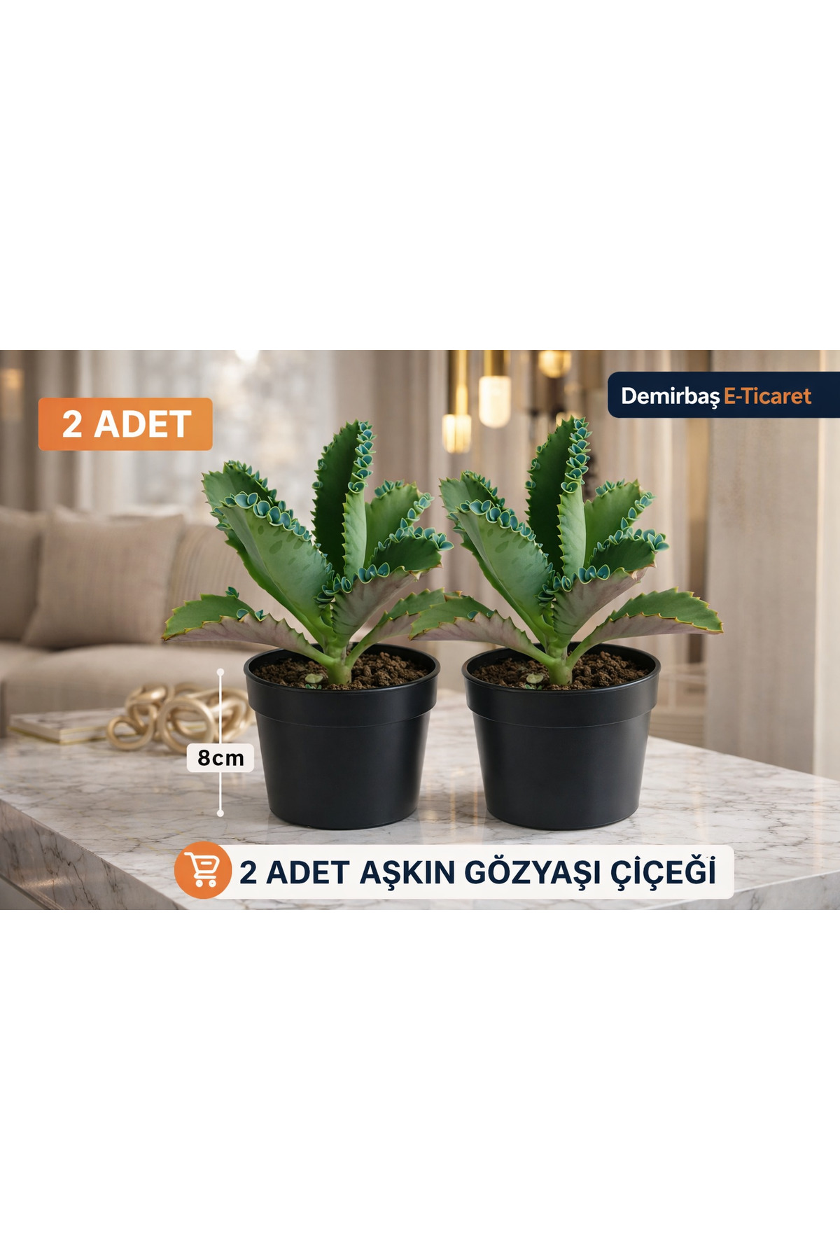 2 ADET - Aşkın Gözyaşı Çiçeği - Saksı: 8cm – Kalanchoe Daigremontiana – Kolay Bakımlı