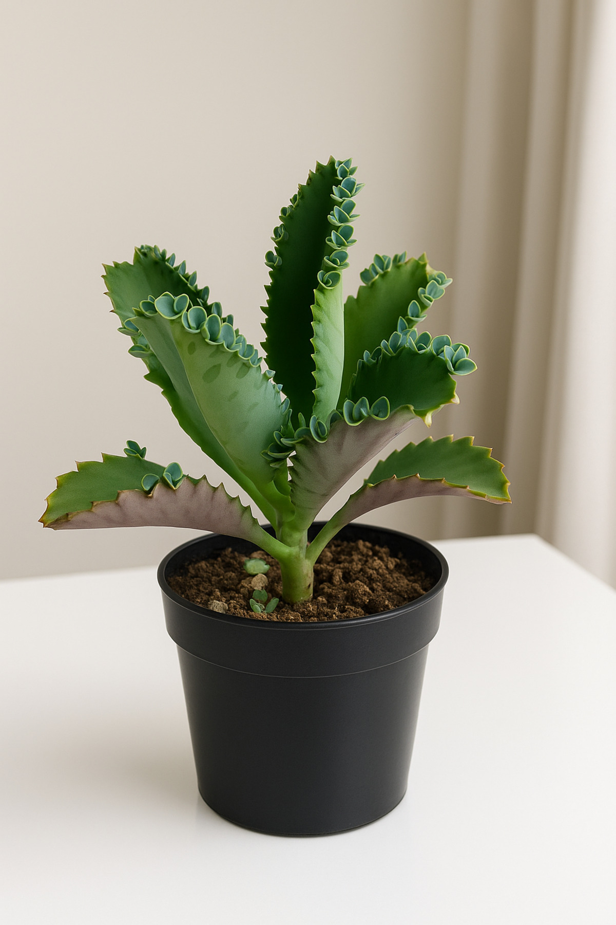2 Adet Aşkın Gözyaşı Çiçeği - Saksı: 8cm – Kalanchoe Daigremontiana – Kolay Bakımlı