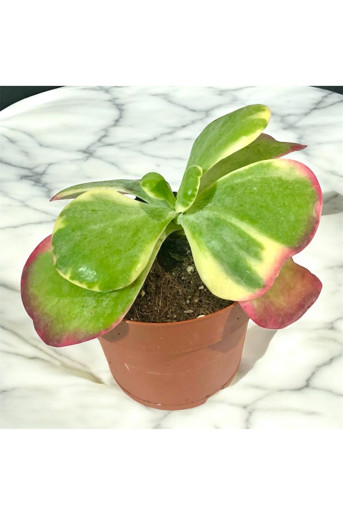 Özel Tür Ciğer Sukulent - Renk Geçişli Dekoratif Canlı Bitki (Saksıda)
