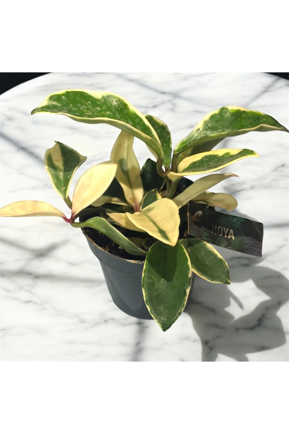 Özel Tür Hoya Çiçeği – Saksıda, Dayanıklı ve Dekoratif İç Mekan Çiçeği