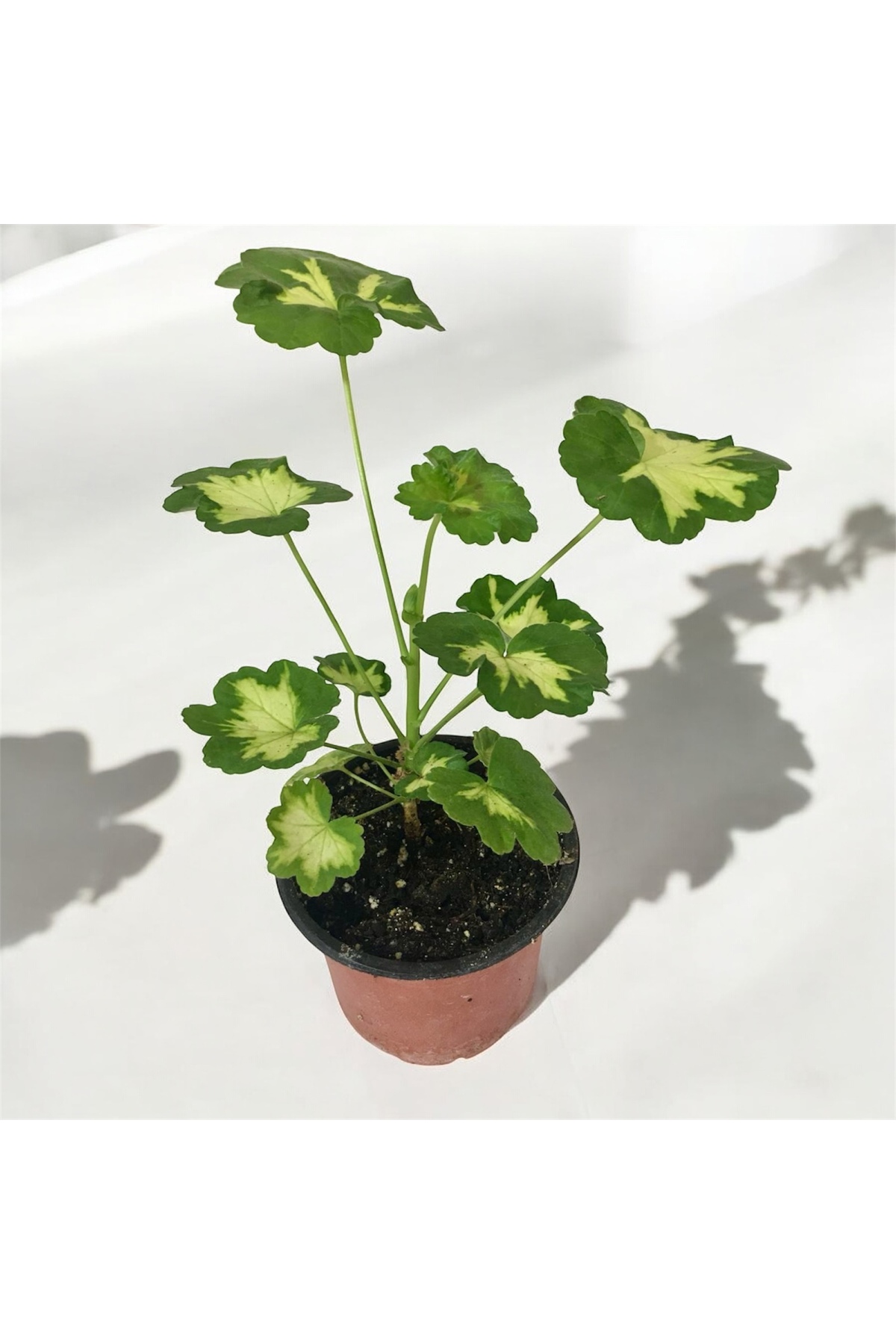 Özel Tür Sardunya Saksıda - 10cm Saksı Boyutu, Canlı ve Dayanıklı Bitki